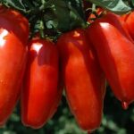molecole bioattive dei pomodori