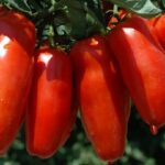 Le molecole bioattive dei pomodori e le tecnologie di coltivazione