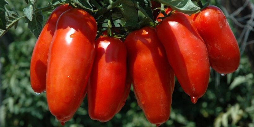 Pomodoro San Marzano