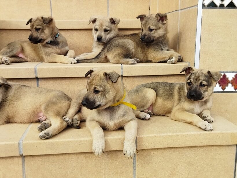 Cuccioli di Lobito