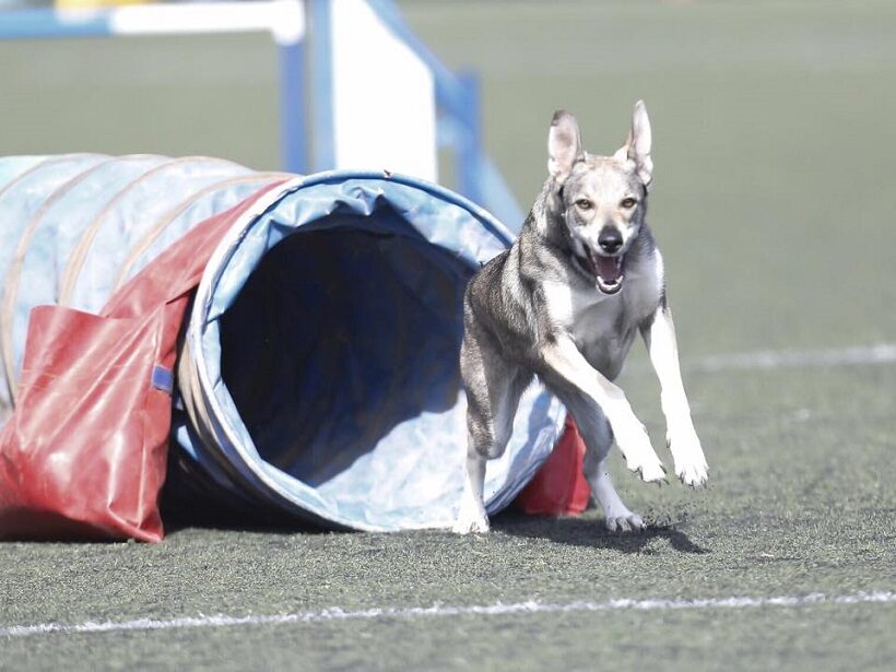 Lobito in competizione