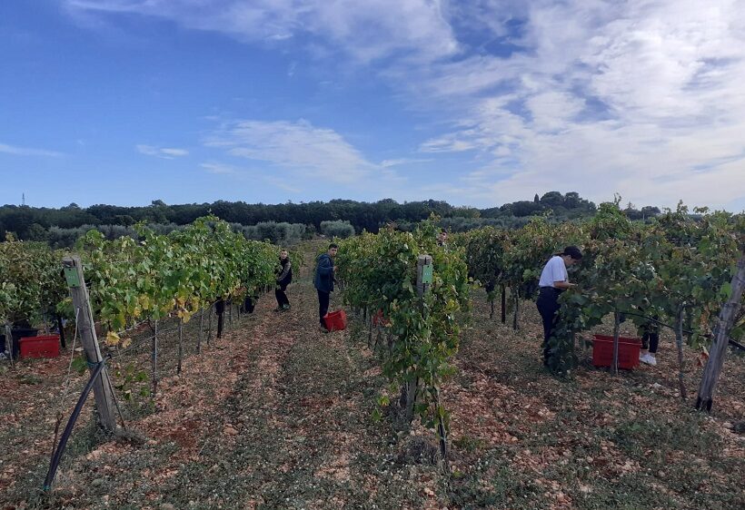 Vendemmia all'Istituto Agrario