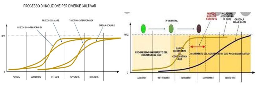 Processo di inolizione