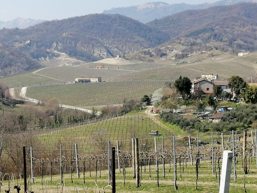 Vigneto prosecco