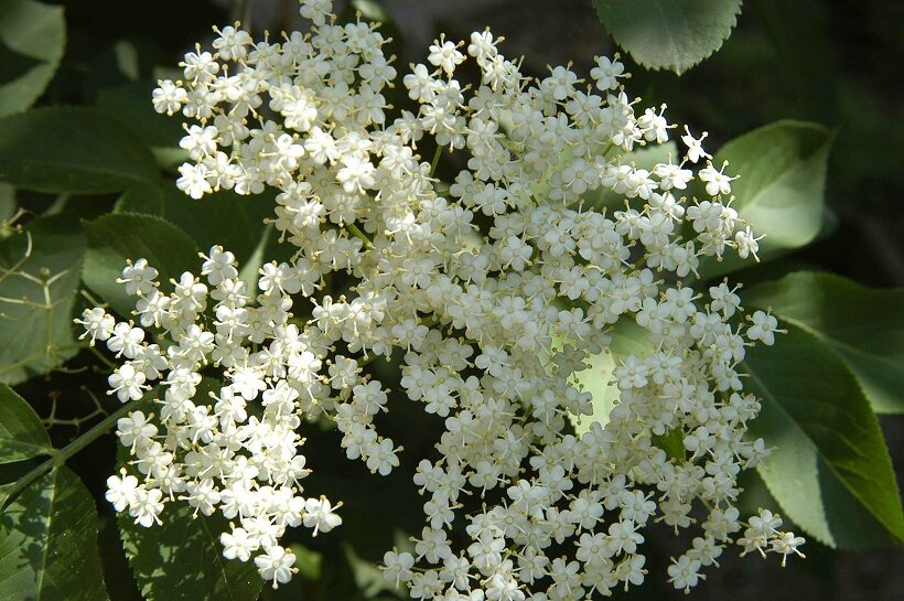 Fiori di Sambuco