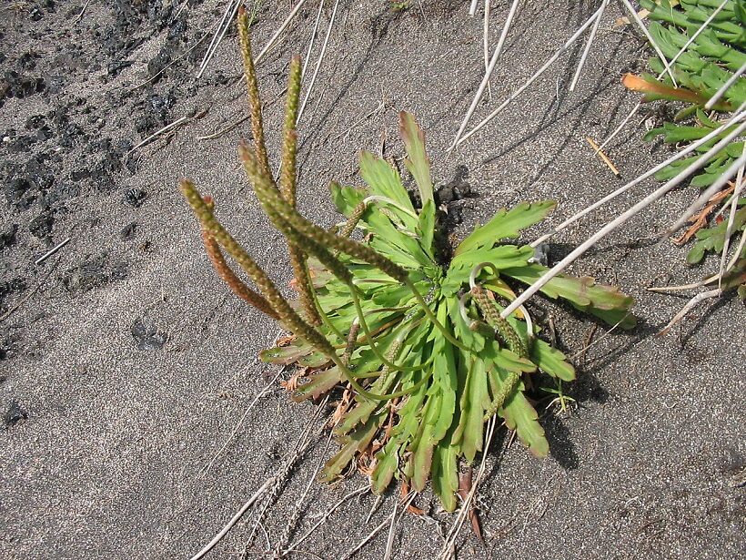 Plantago coronopus