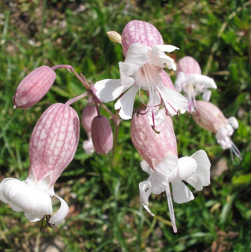 Fiori di Silene vulgaris