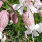 Piante spontanee: Silene vulgaris (Moench.) Garcke