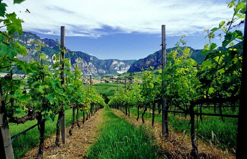 Vigneti