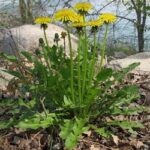 Piante spontanee: Taraxacum officinale Weber