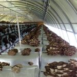 Aspetti e riflessioni sul mondo dei funghi Pleurotus