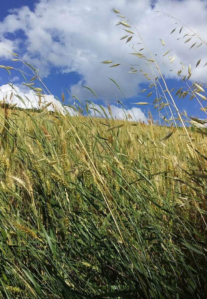 Campi di grano per il settore agroalimentare