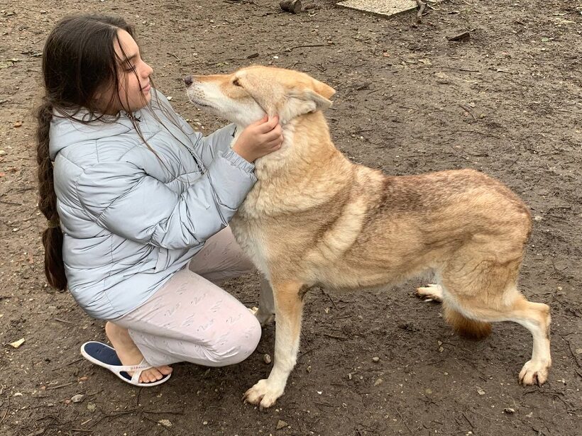 Rapporto fra cane ed essere umano