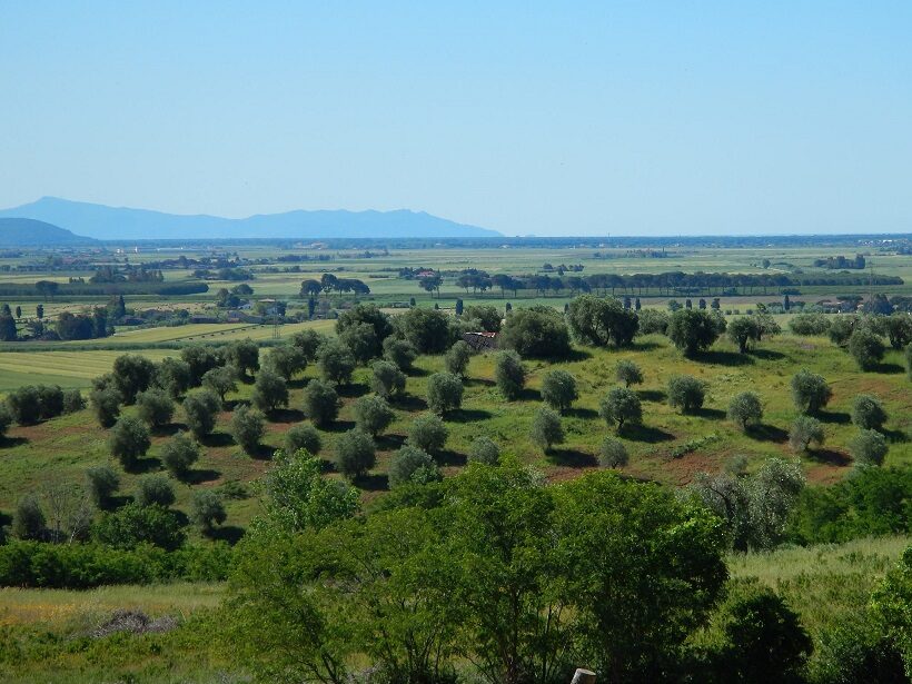 Gli oliveti dell'azienda agricola