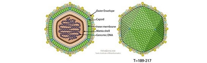 Virione del genere Asfivitrus