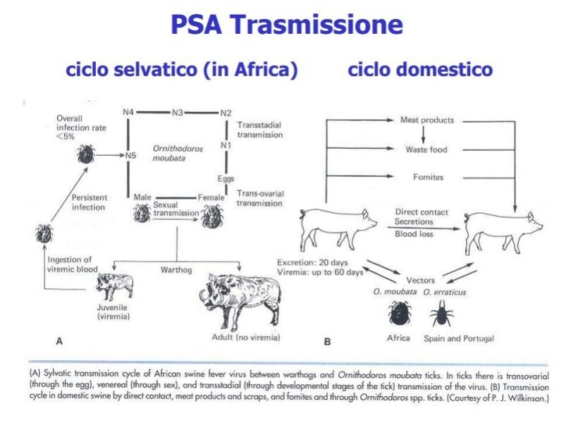 Trasmissione PSA