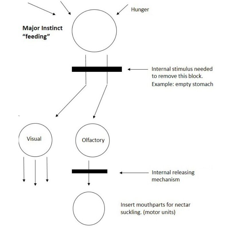 Modello funzionale proposto da Timbergen