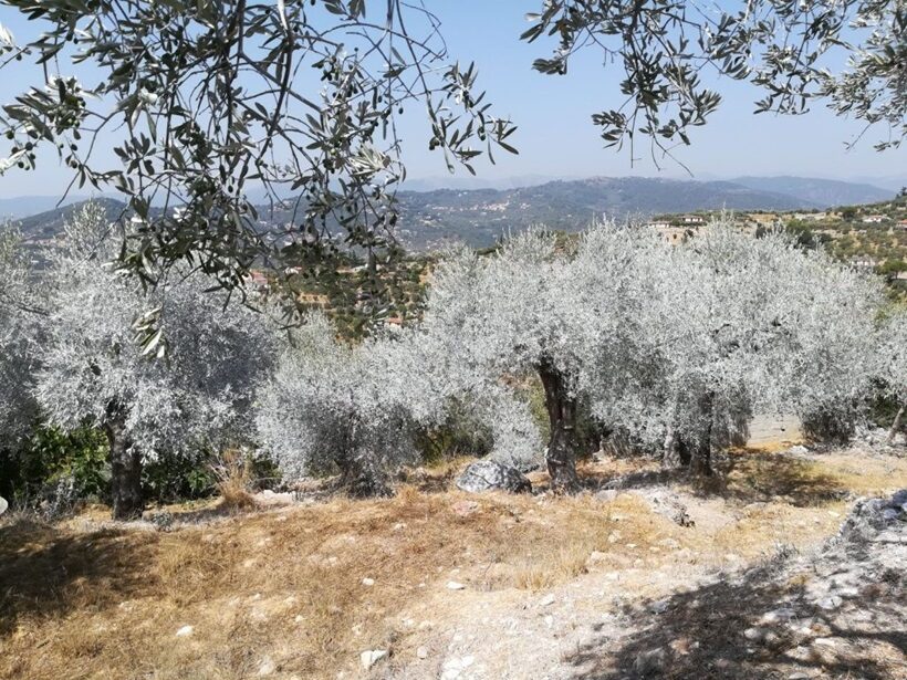 Olivi trattati con caolino