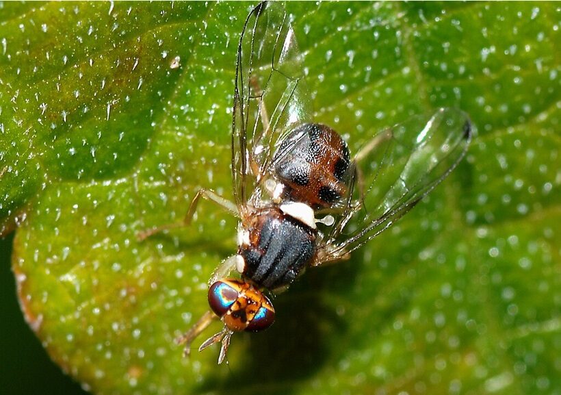 Adulto di Mosca dell'Olivo