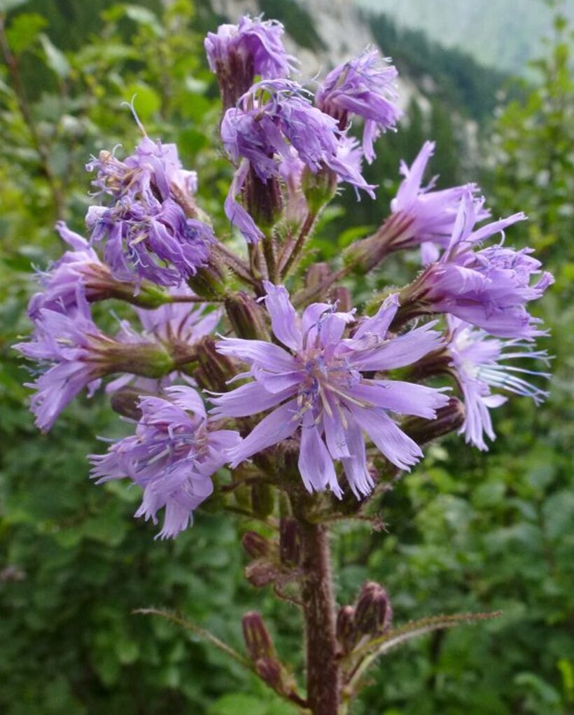 Fiori di Cicerbita alpina