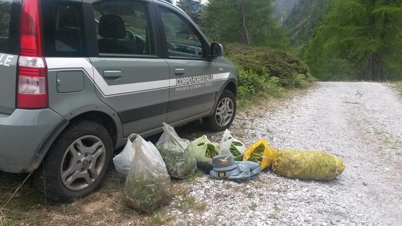 Radicchio dell'orso confiscato