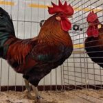“Truentum”, la nuova realtà dell’avicoltura italiana