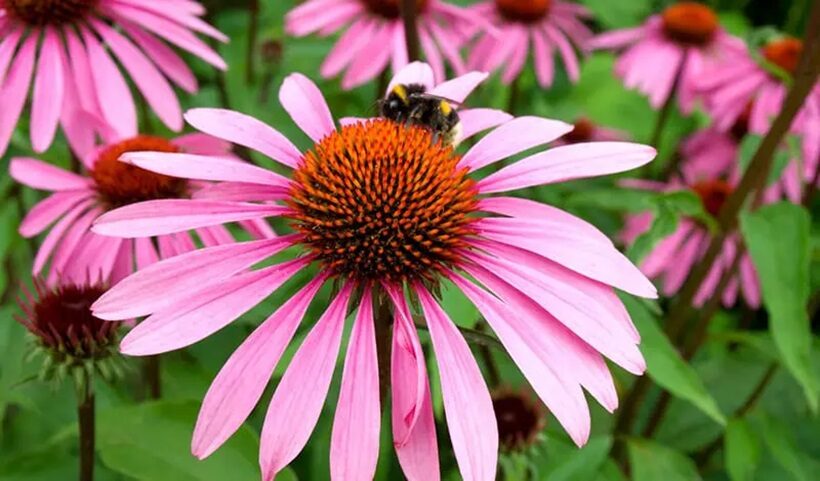 Echinacea purpurea 