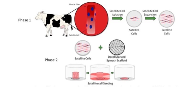 Isolamento e semina di cellule bovine