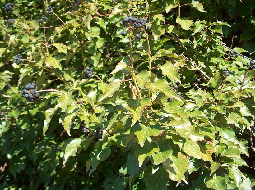 Hedera helix 