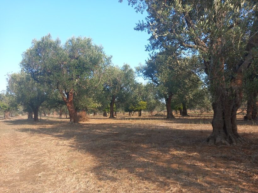 Alberi positivi adesso in piena produzione