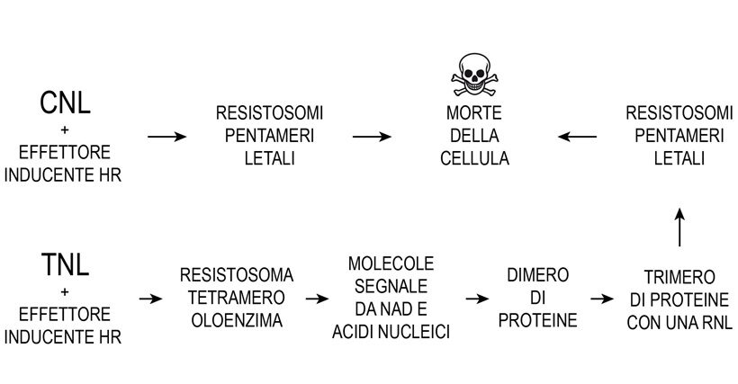 risposta immunitaria ipersensitiva 