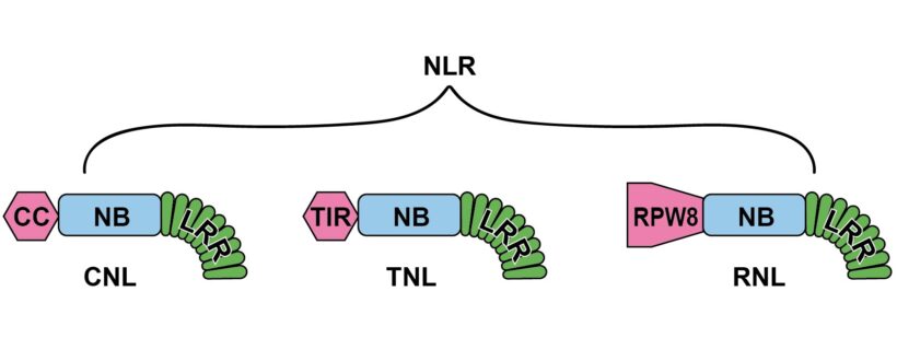 Risposta immunitaria della pianta