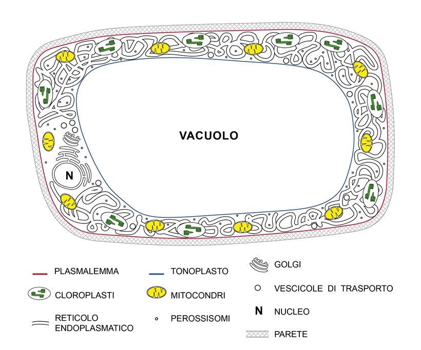 Schema di Vacuolo