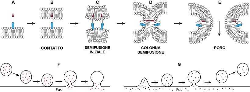 Tappe di fusione di due membrane