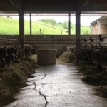 La promessa della Precision Livestock Farming