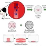 Aspetti della carne sintetica