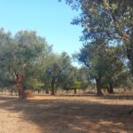 “Un decennio di indagini di monitoraggio per Xylella fastidiosa subsp. pauca negli oliveti della Puglia (Italia) rivela una bassa incidenza del batterio nelle aree delimitate”