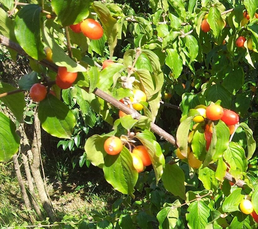 Frutti di Corniolo