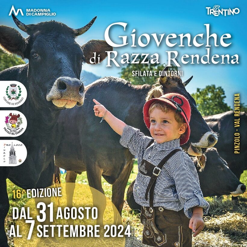 Evento a Pinzolo con mucche Rendena