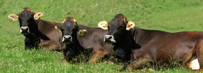 Vacche di razza Rendena