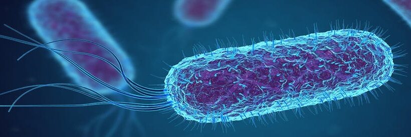 escherichia coli