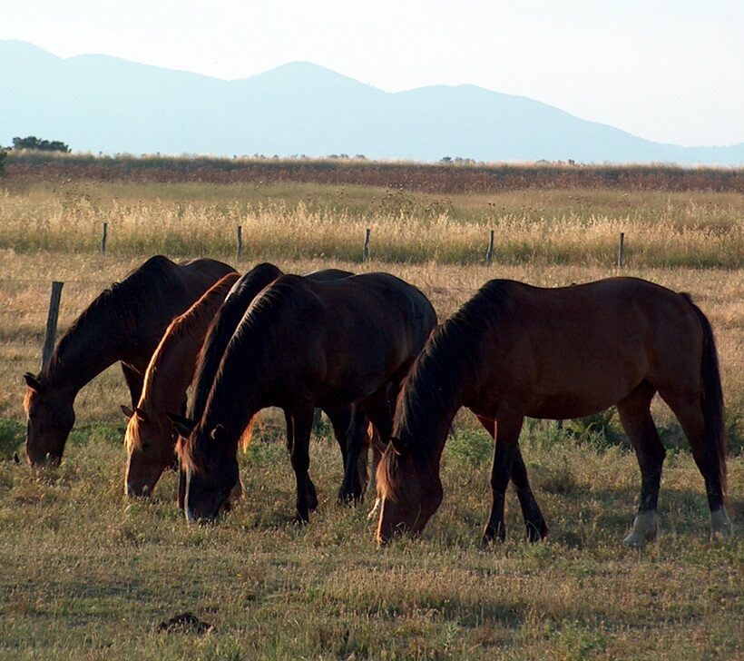 Cavalli maremmani