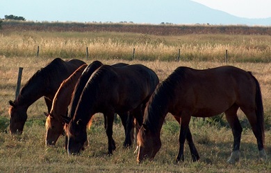 Solipedi Animali impiegati in attività sportive: il caso degli equidi. - Rivista ...