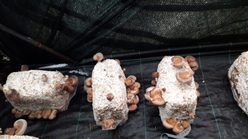 Shiitake in serra