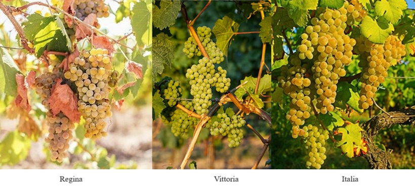 Come conservare le talee per l'innesto in primavera, estate, quando Come conservare le talee per l'innesto in primavera, estate, quando