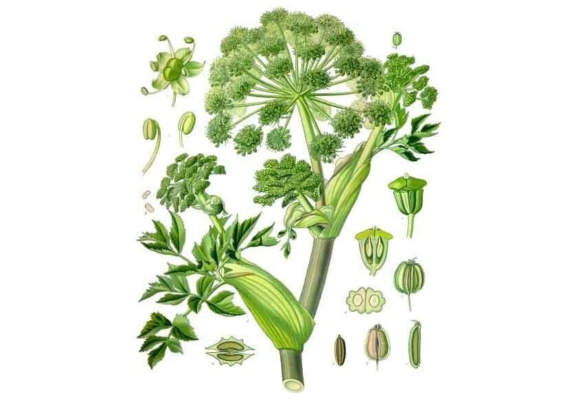 Angelica - illustrazione