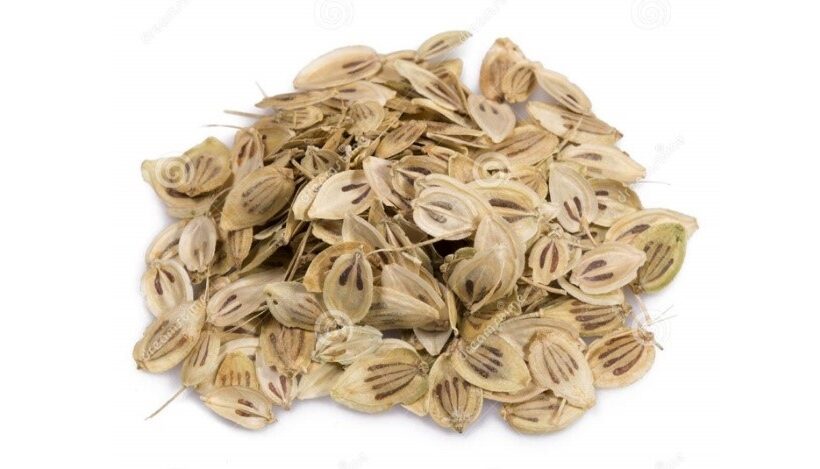 Semi di Angelica