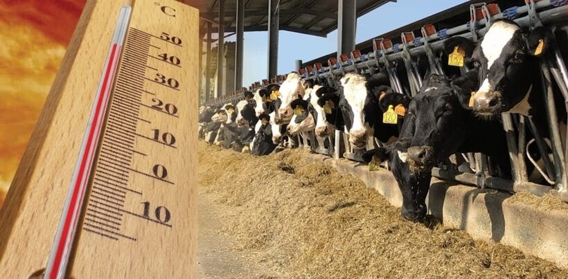 Caldo negli allevamenti
