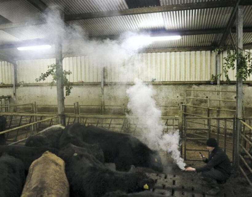 Il fumo negli allevamenti