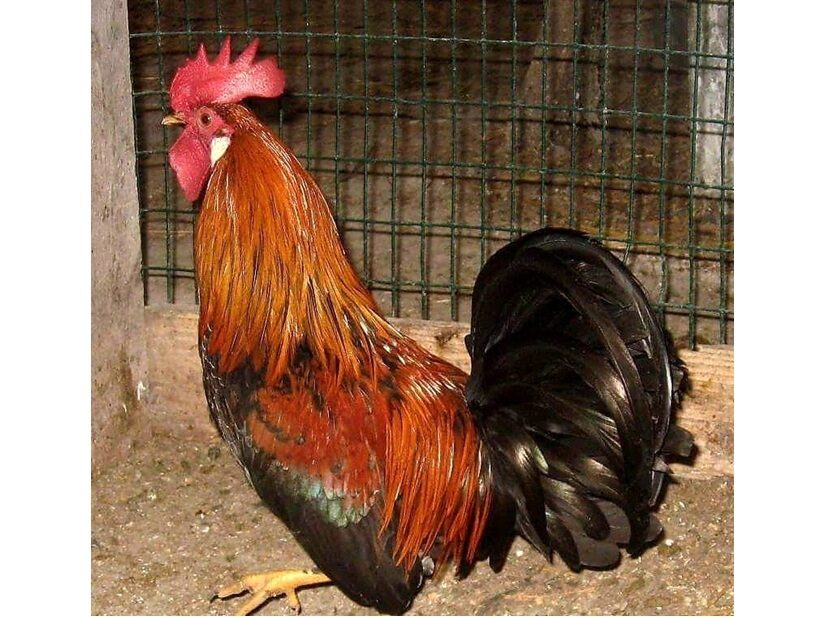Gallo